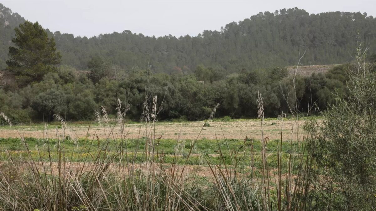 Salt-tolerant plants to regenerate the field