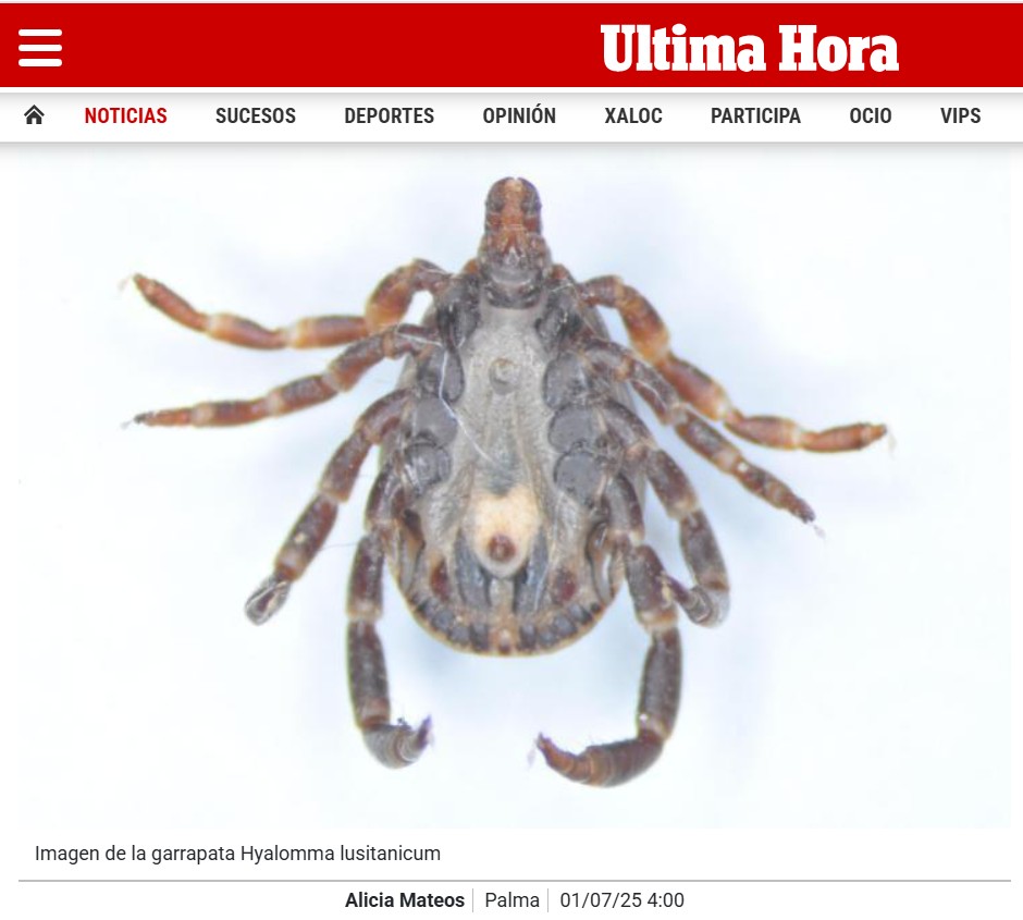17 types of ticks detected in the Balearic Islands: these are the most common