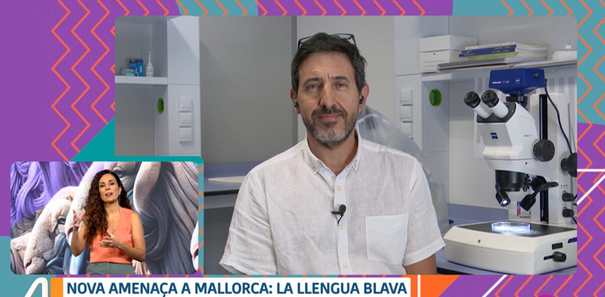 Dr. Miquel Àngel Miranda analyzes the blue tongue animal health emergency in the Balearic Islands on IB3’s ‘Ara Anam’